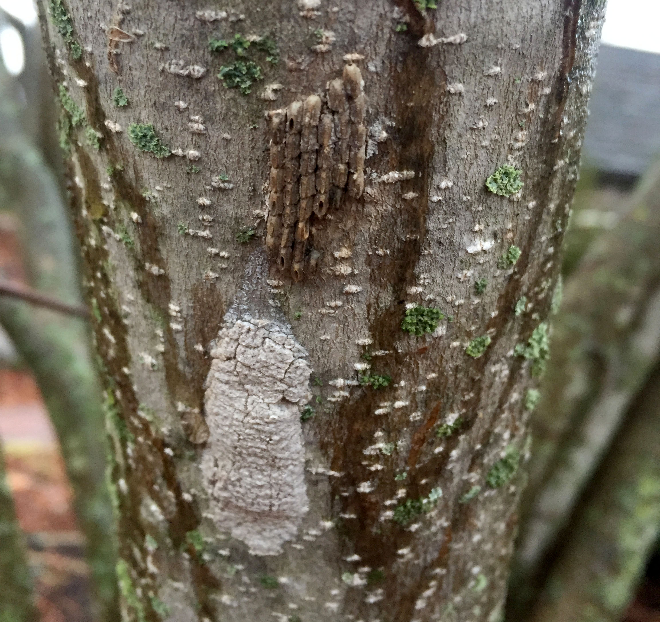 A new and an old egg mass on a tree.